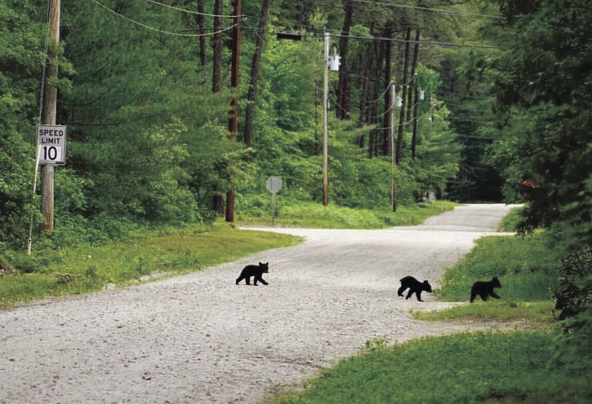 3 orphaned cubs in Tamworth rescued after mother shot